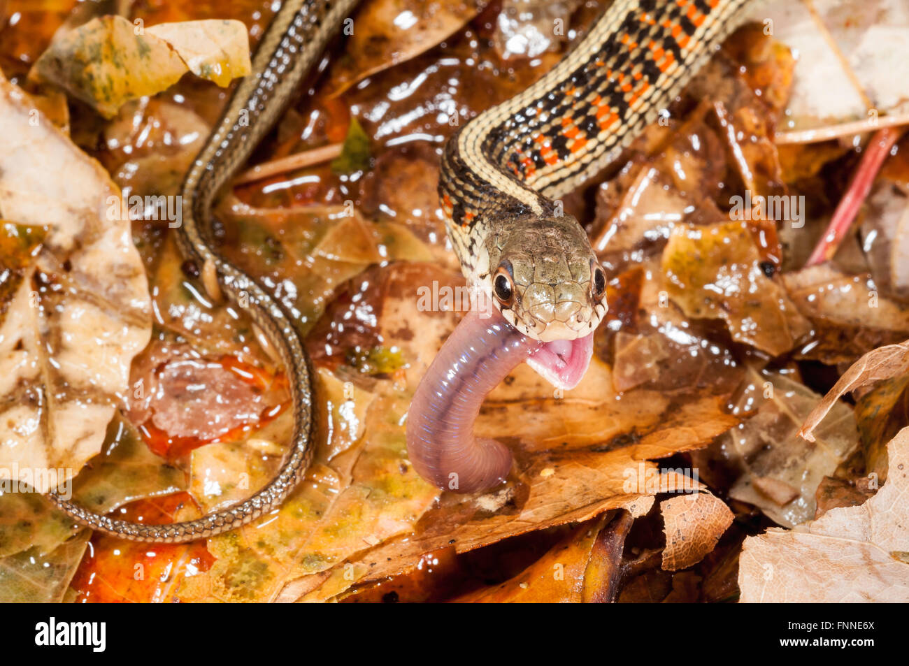Recto verso rouge, Thamnophis sirtalis parietalis ; originaire d'Amérique du Nord et en Amérique centrale, en se nourrissant de ver Banque D'Images