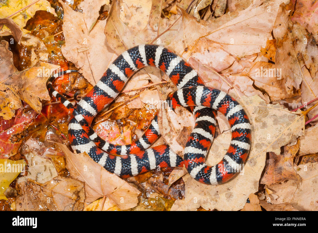 Arizona mountain kingsnake, Lampropeltis pyromelana pyromelana ; originaire du Mexique et d'Arizona Banque D'Images