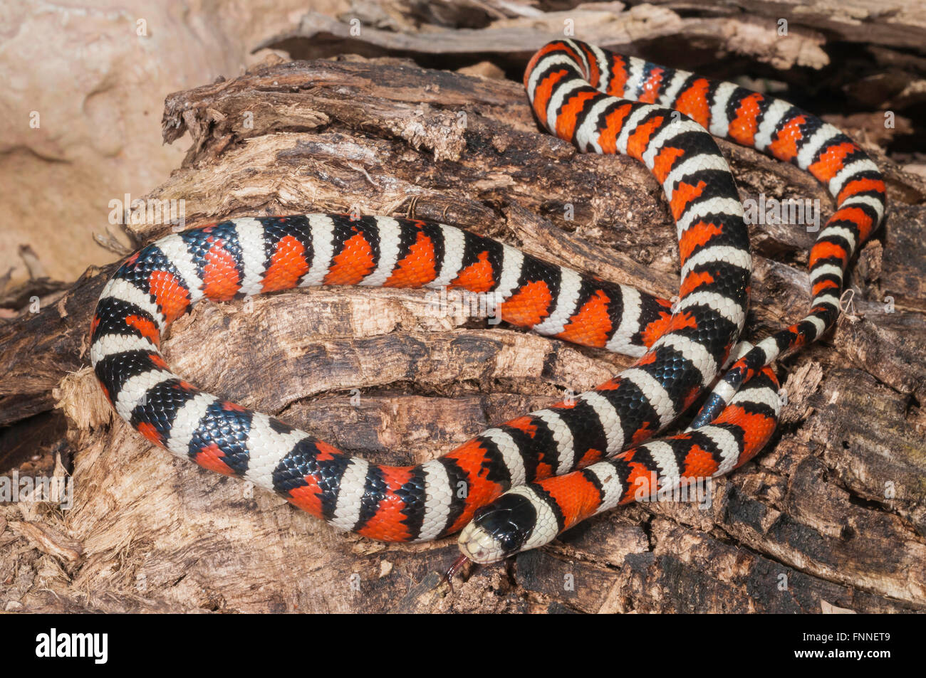 Arizona mountain kingsnake, Lampropeltis pyromelana pyromelana ; originaire du Mexique et d'Arizona Banque D'Images