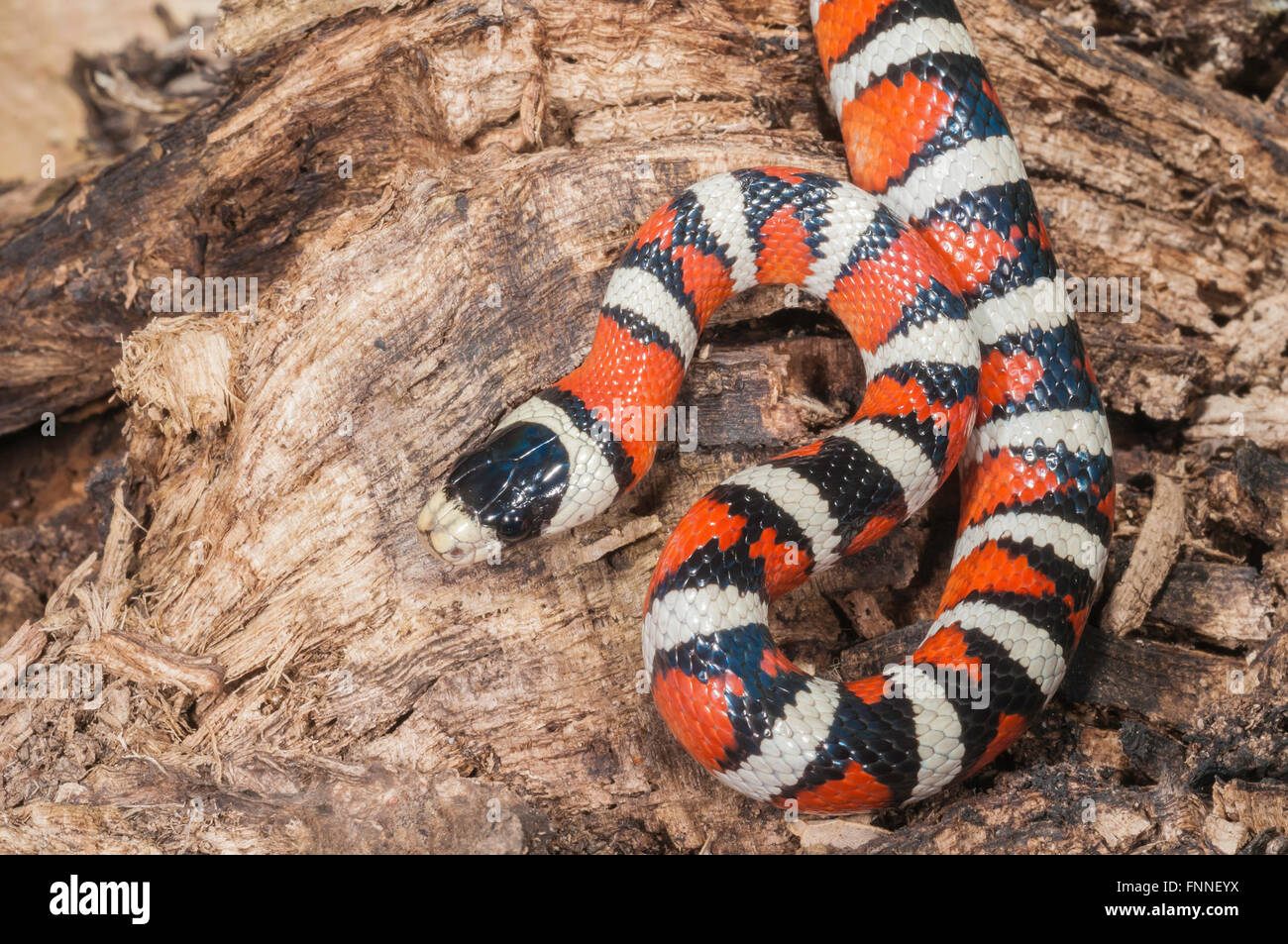 Arizona mountain kingsnake, Lampropeltis pyromelana pyromelana ; originaire du Mexique et d'Arizona Banque D'Images