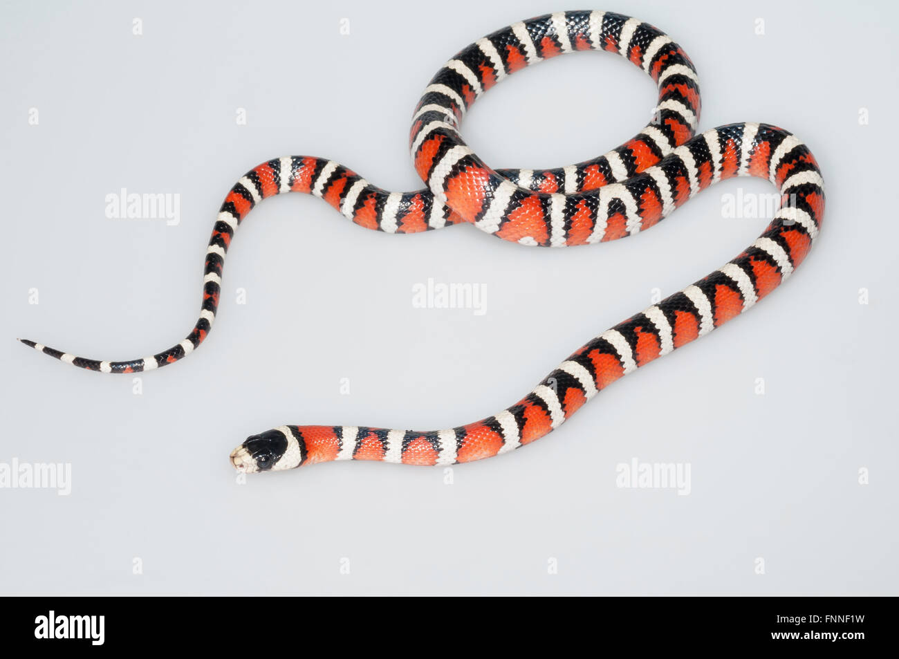 Arizona mountain kingsnake, Lampropeltis pyromelana pyromelana ; originaire du Mexique et de l'Arizona ; découper sur fond blanc Banque D'Images