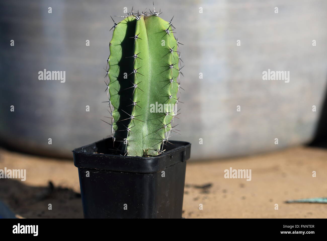 Les jeunes ou Atenocereus pruinosus connu sous le tuyau d'orgue gris Cactus Banque D'Images