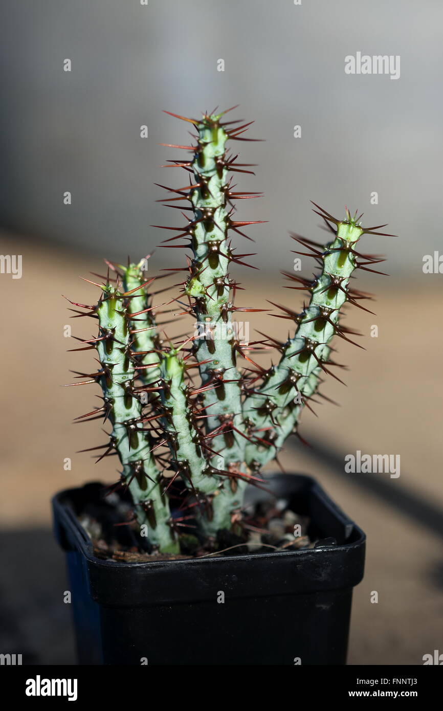 Euphorbia aeruginosa Banque D'Images