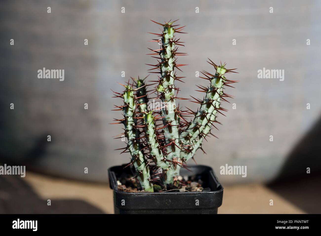 Euphorbia aeruginosa Banque D'Images