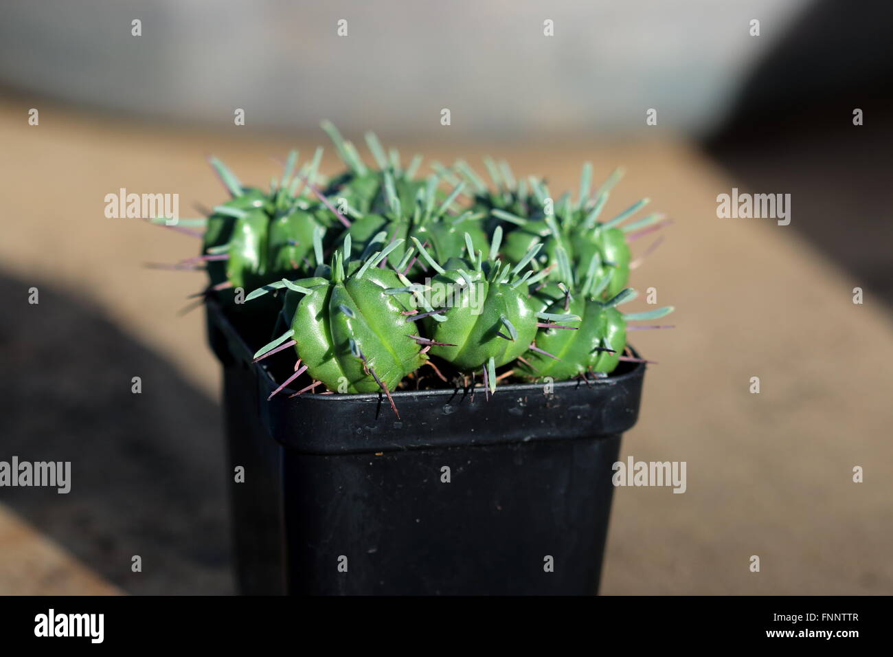 Euphorbia pulvinata ou connu sous le nom de coussin Euphorbia Banque D'Images