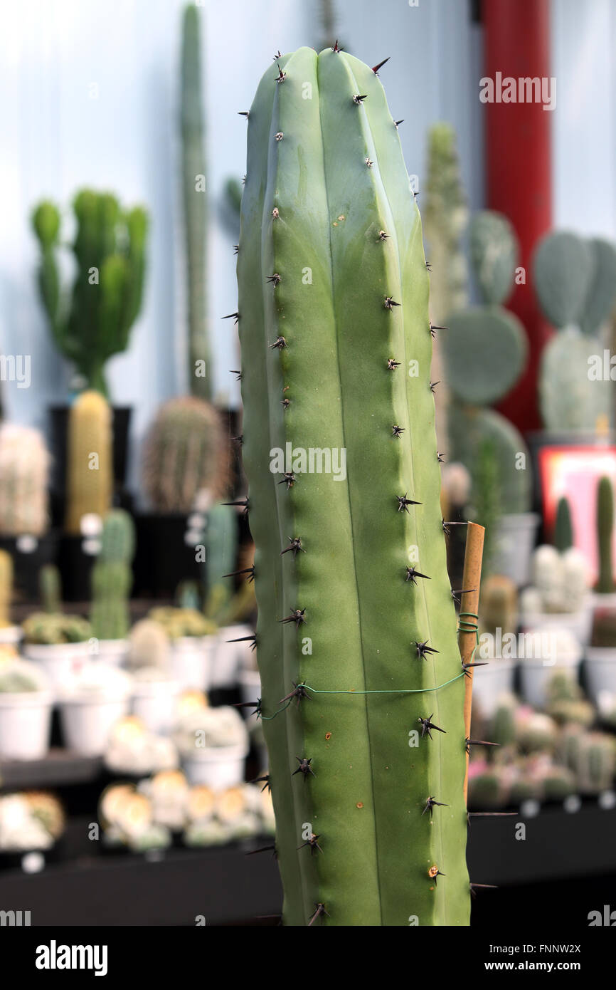 Myrtillocactus cochal ou connu sous le nom de Cactus candélabres Banque D'Images