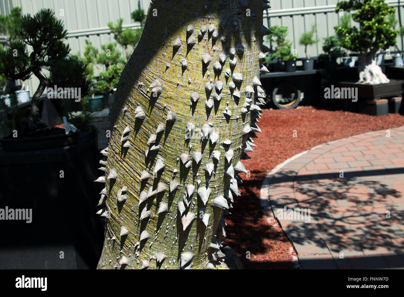 Ceiba Speciosa ou Chorisia speciosa aussi connu sous le nom de l'arbre de soie Banque D'Images