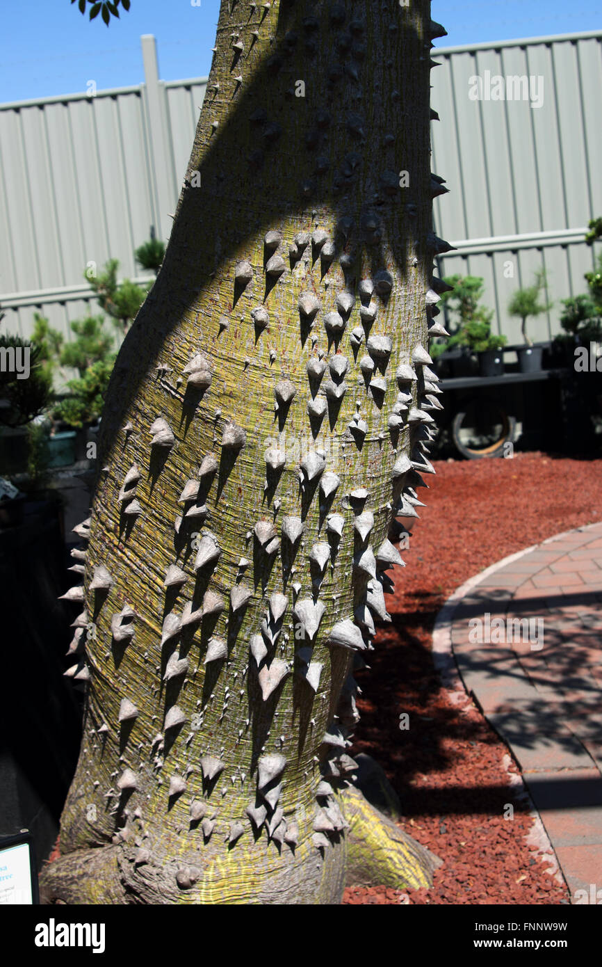 Ceiba Speciosa ou Chorisia speciosa aussi connu sous le nom de l'arbre de soie Banque D'Images