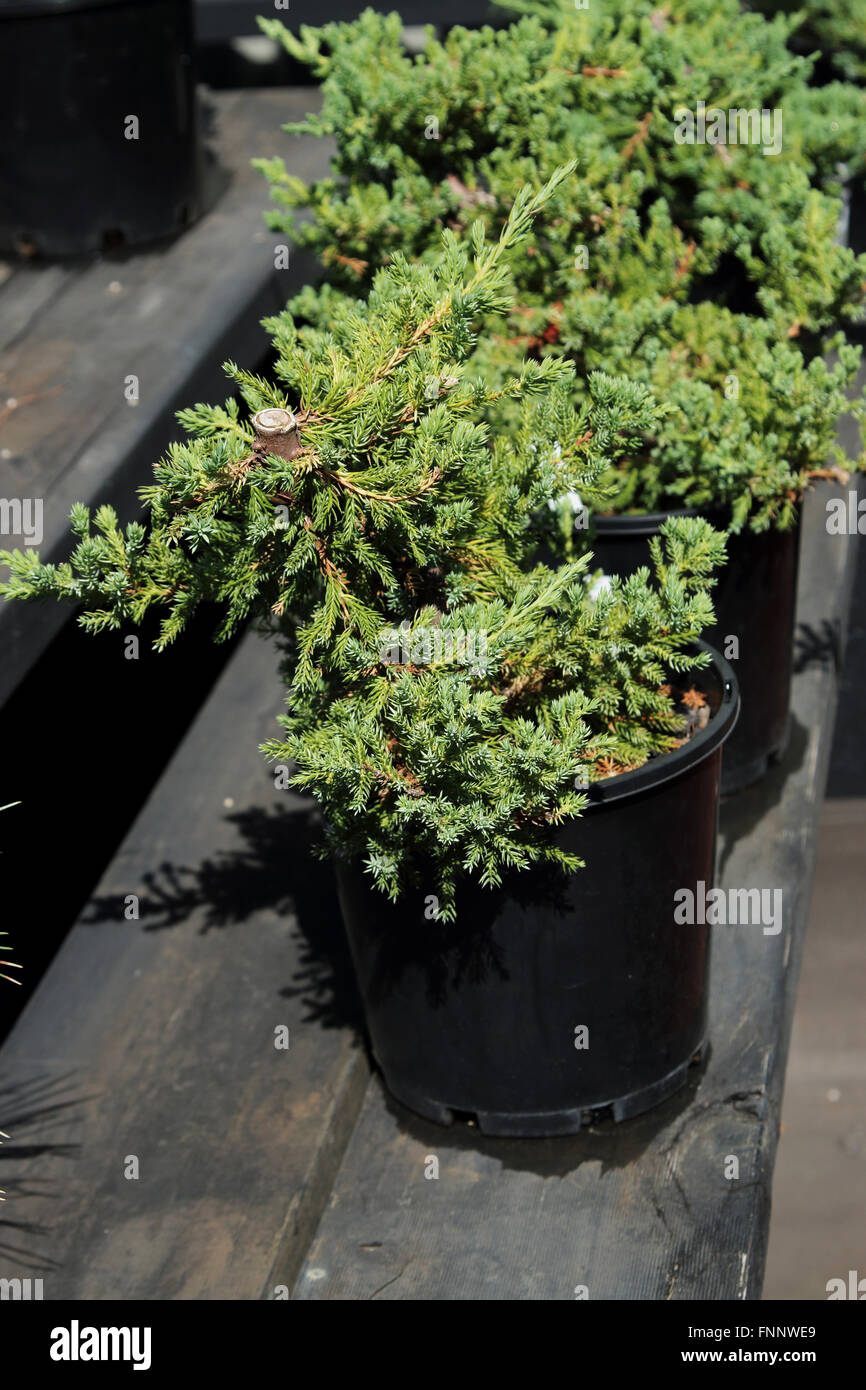 Juniperus procumbens ou connu sous le nom de bonsaï de genévrier starter Banque D'Images