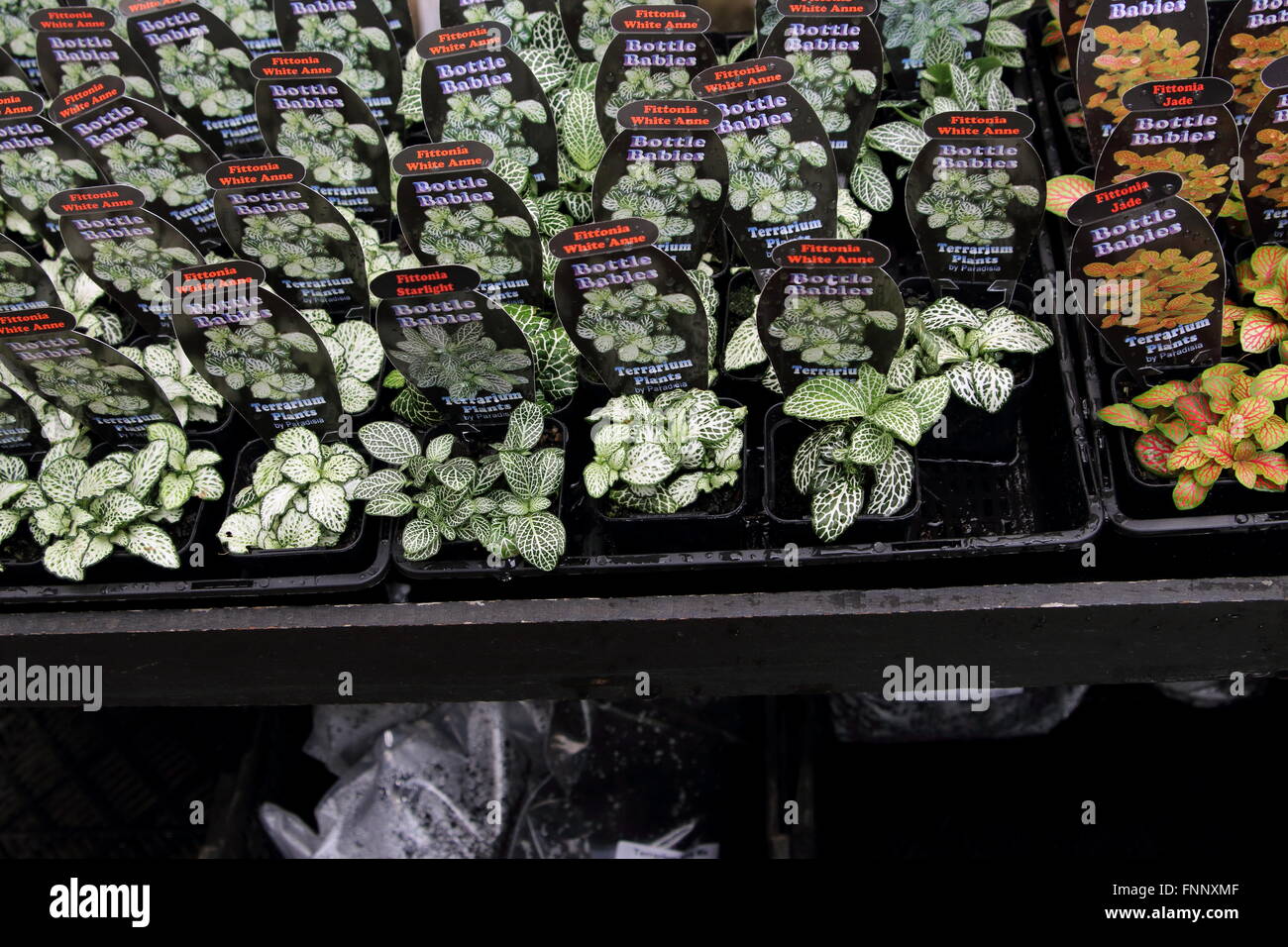 Plantes de terrarium ou plantes d'intérieur à la vente en pépinière locale Banque D'Images