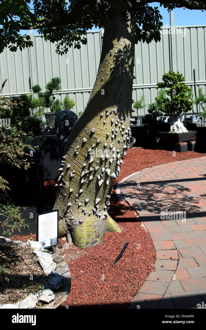Ceiba Speciosa ou Chorisia speciosa aussi connu sous le nom de l'arbre de soie Banque D'Images