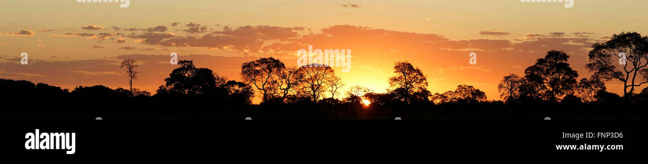 Coucher de soleil dans le Pantanal, Mato Grosso do Sul, Brésil Banque D'Images