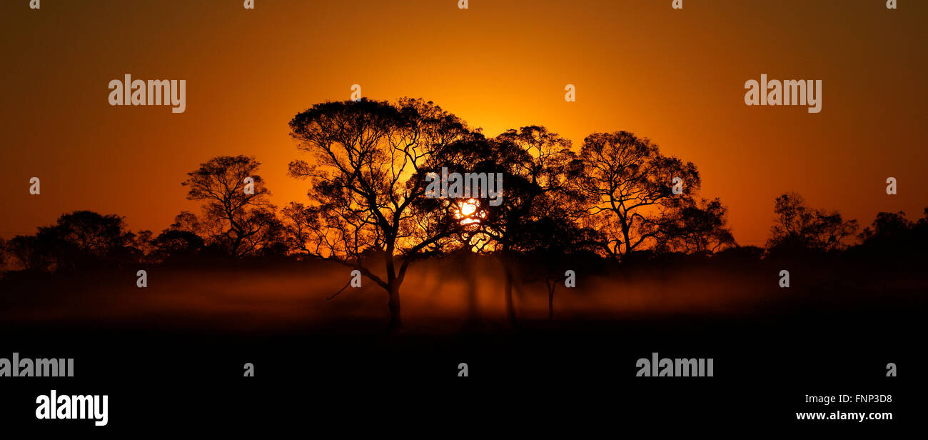 Coucher de soleil dans le Pantanal, Mato Grosso do Sul, Brésil Banque D'Images
