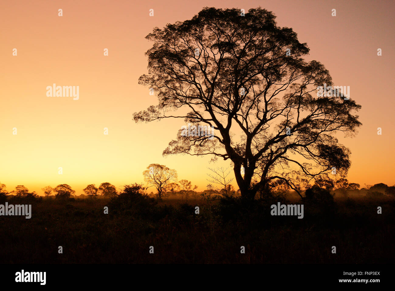 La silhouette des arbres au coucher du soleil, Pantanal, Mato Grosso do Sul, Brésil Banque D'Images