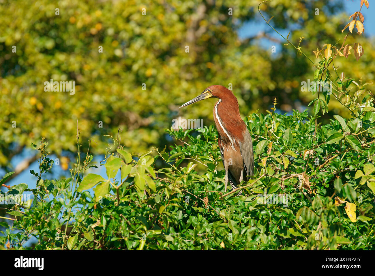 Rufescent tiger heron (Tigrisoma lineatum) sitting on tree, Pantanal, Brésil Banque D'Images