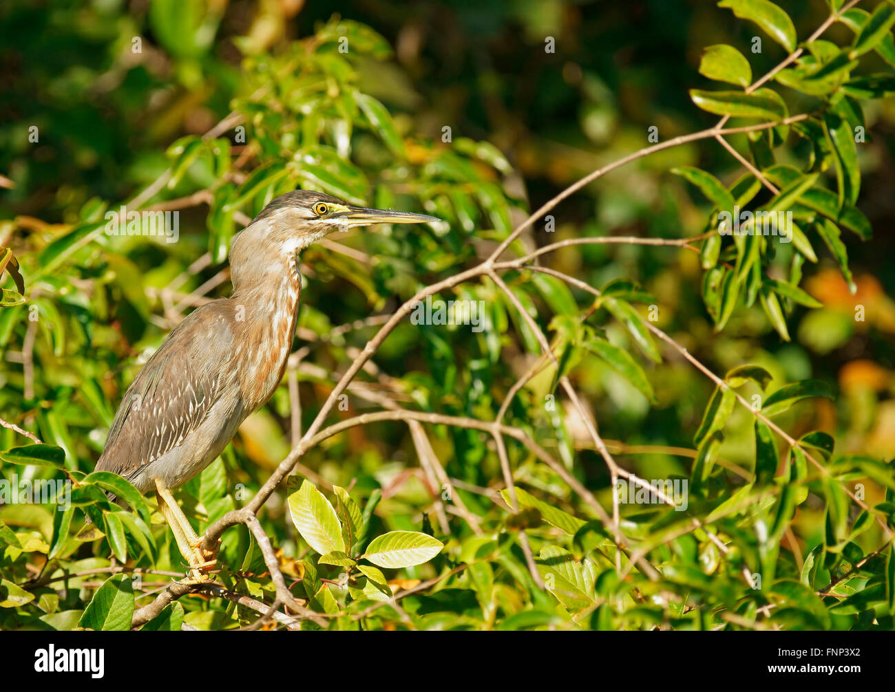 Le héron vert (Butorides striata) assis dans un buisson, Pantanal, Brésil Banque D'Images