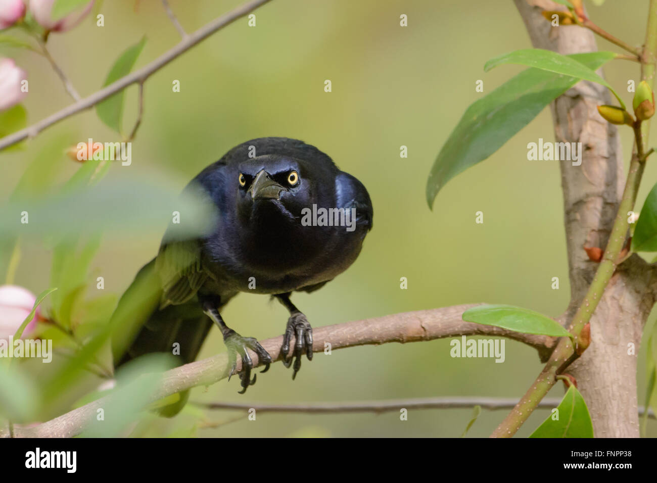 Mâle noir Quiscale bronzé sur une branche d'un arbre en fleurs à l'appareil photo. Banque D'Images