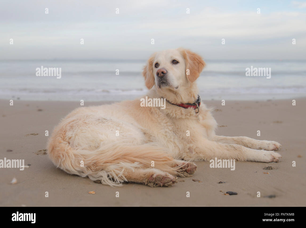 Golden retriever dog portant sur le sable dans la baie Banque D'Images