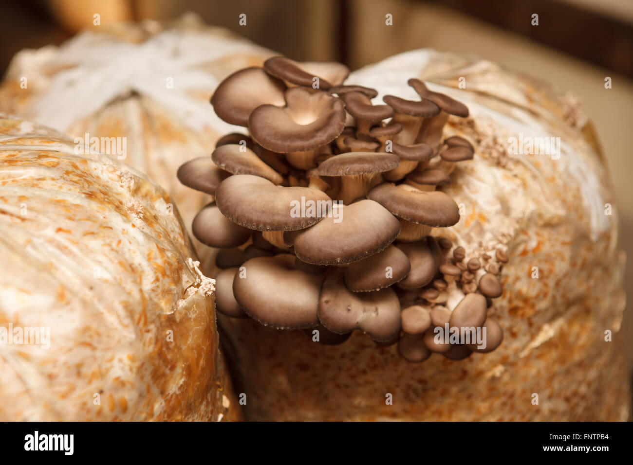 Pleurotes poussent sur une exploitation de champignons Banque D'Images