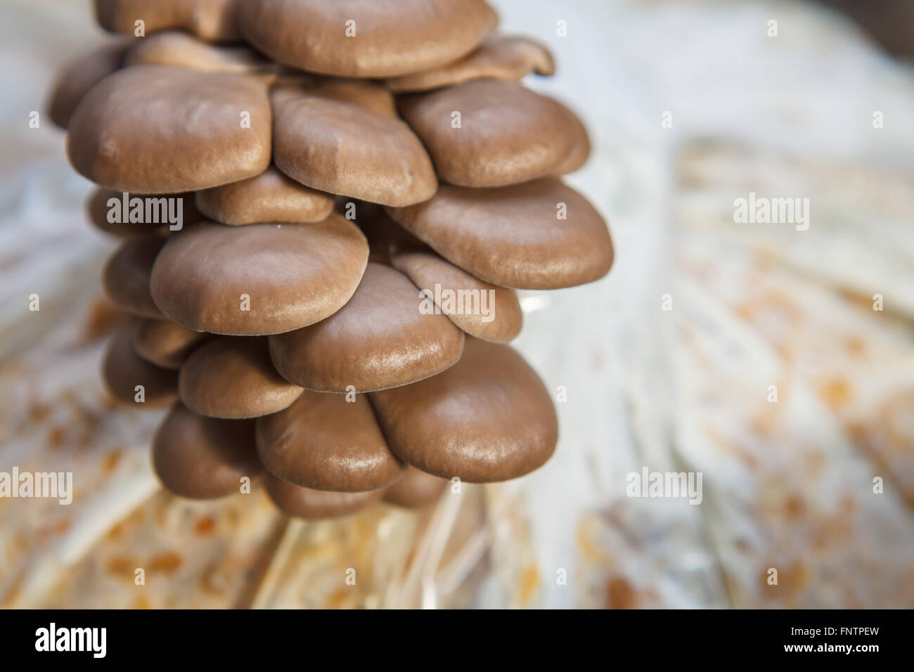 Pleurotes poussent sur une exploitation de champignons Banque D'Images