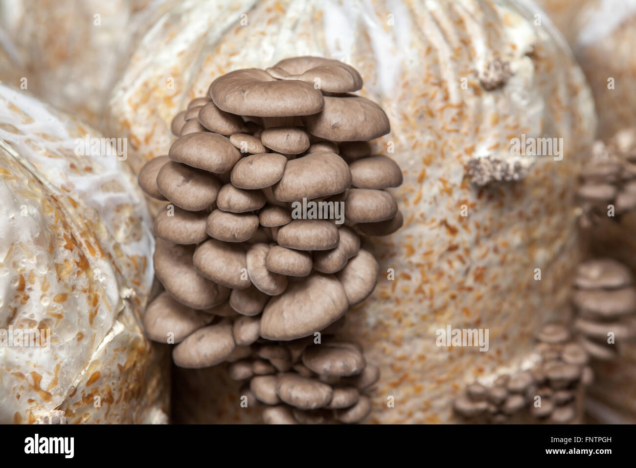 Pleurotes poussent sur une exploitation de champignons Banque D'Images