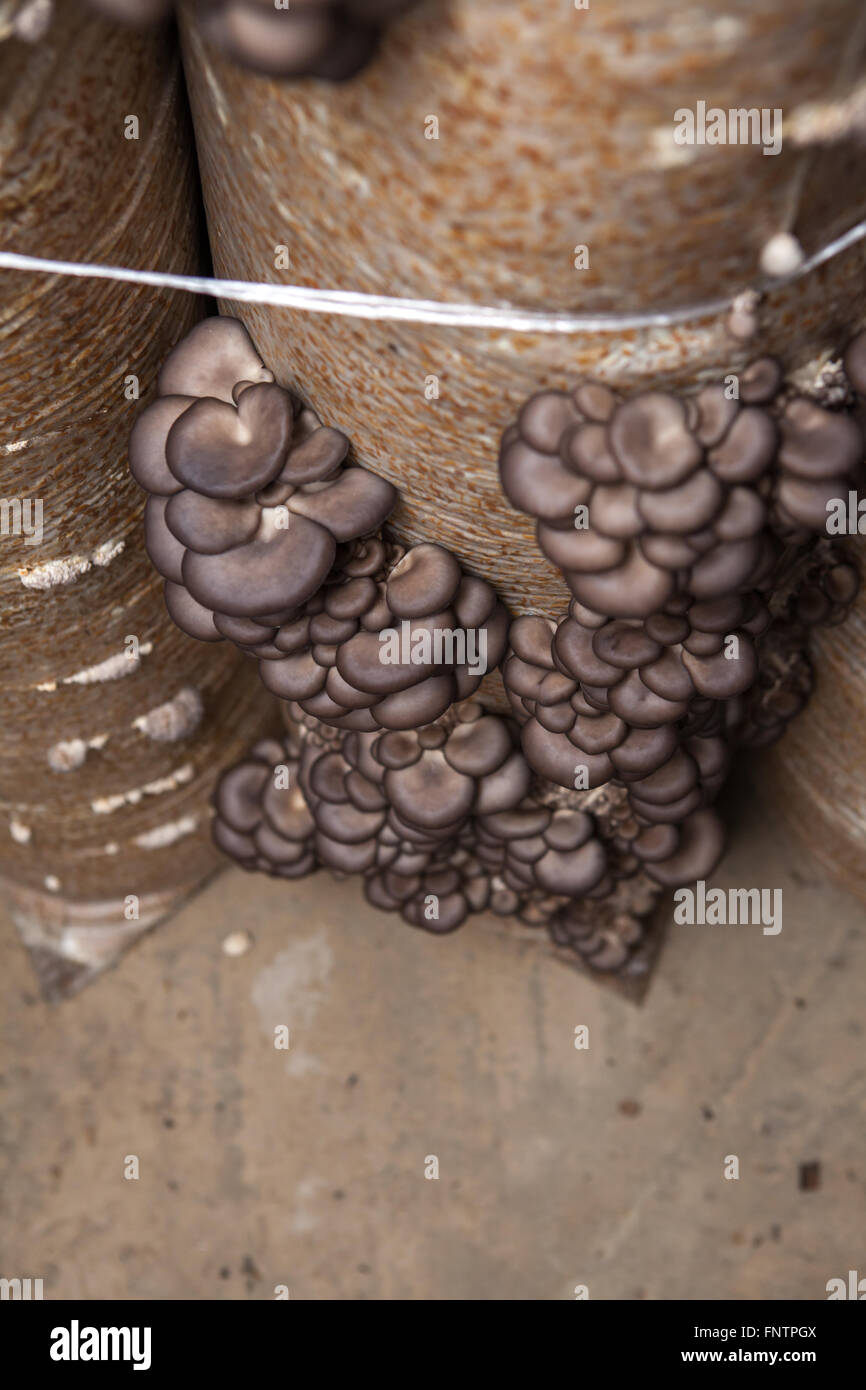 Pleurotes poussent sur une exploitation de champignons Banque D'Images