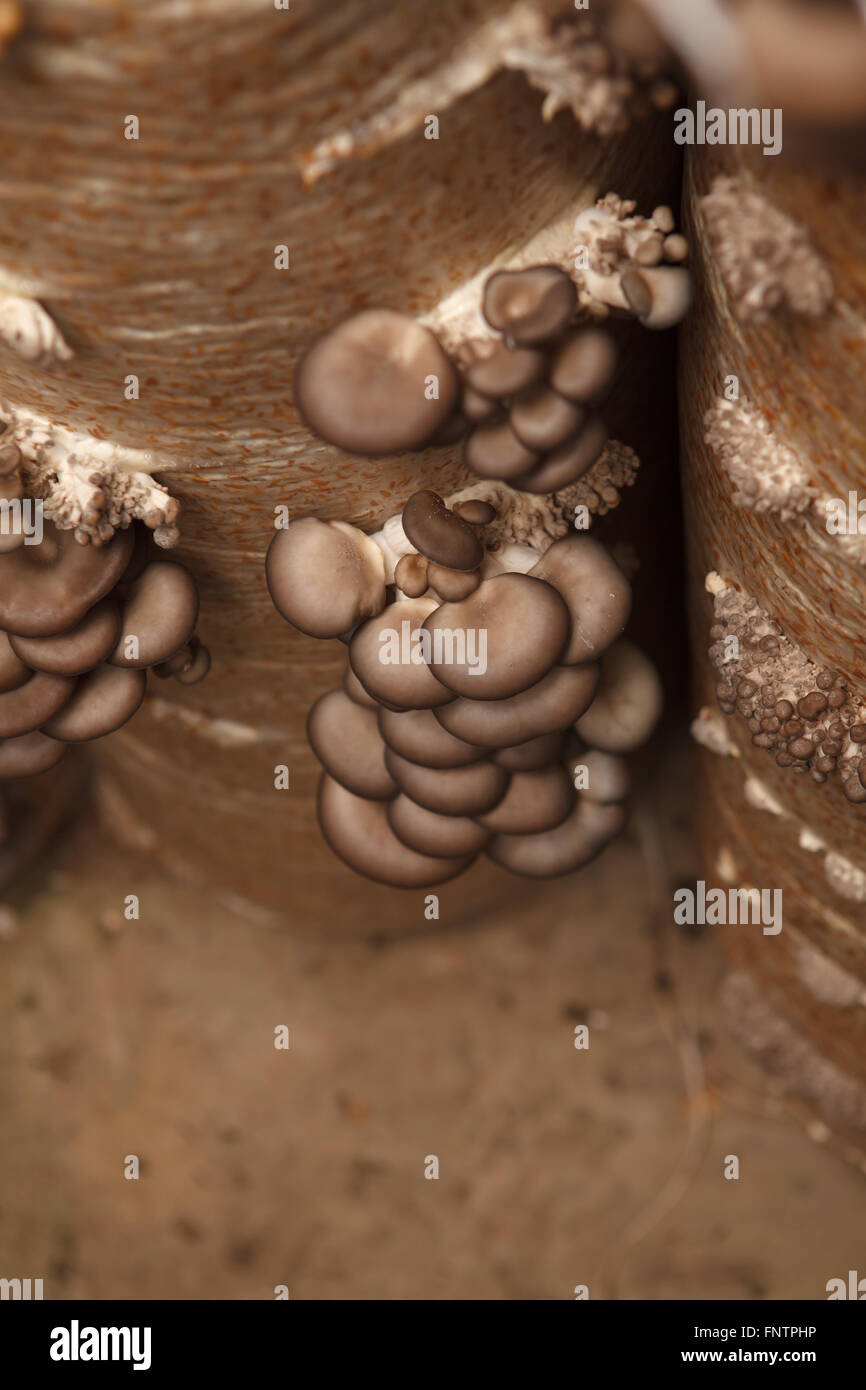 Pleurotes poussent sur une exploitation de champignons Banque D'Images