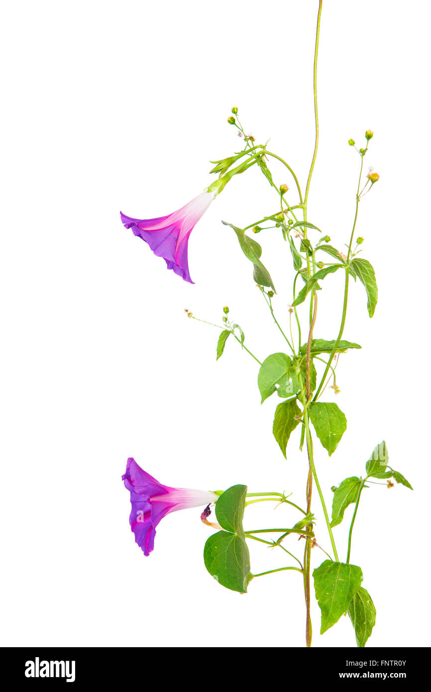 Morning Glory purpurea fleurs sur isolé sur fond blanc Banque D'Images