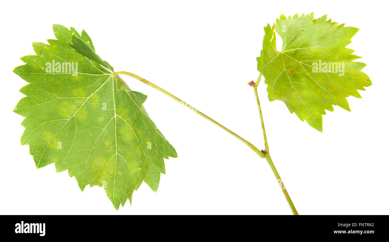 Feuilles de vigne isolé sur fond blanc Banque D'Images