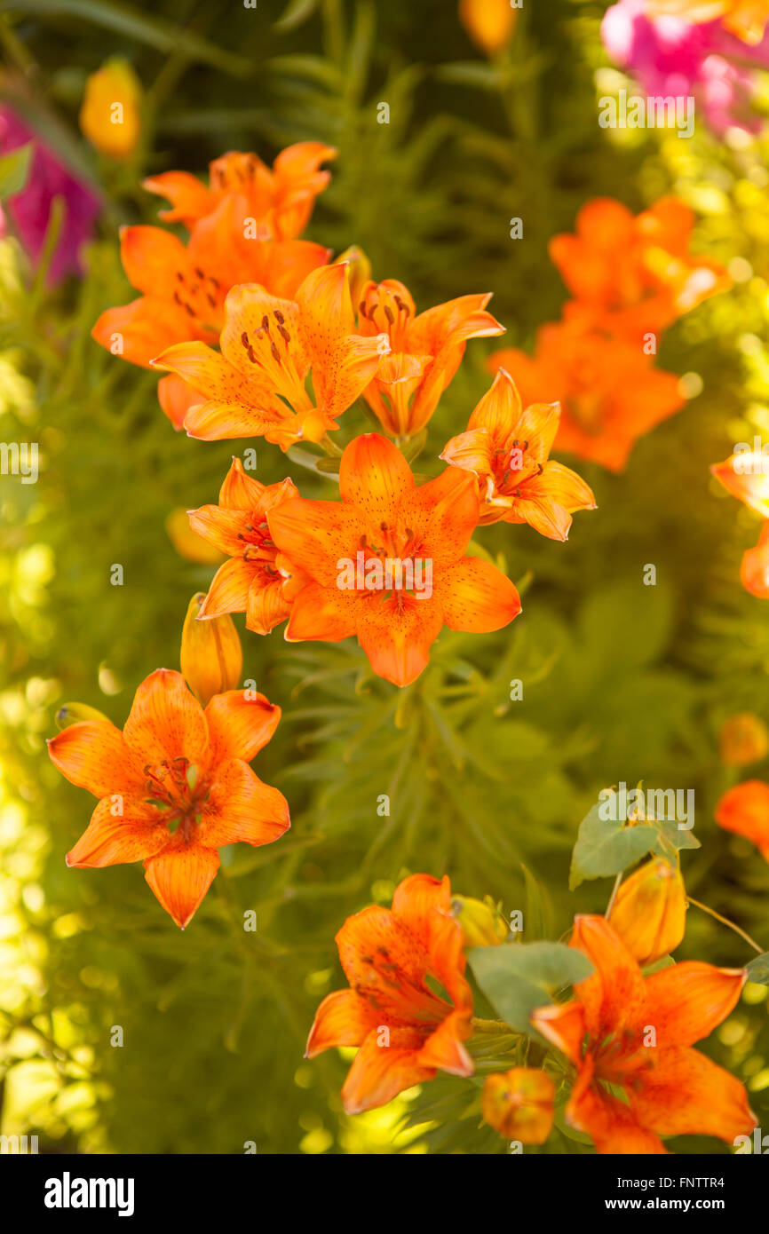 Tiger lilies blooming bush Banque D'Images