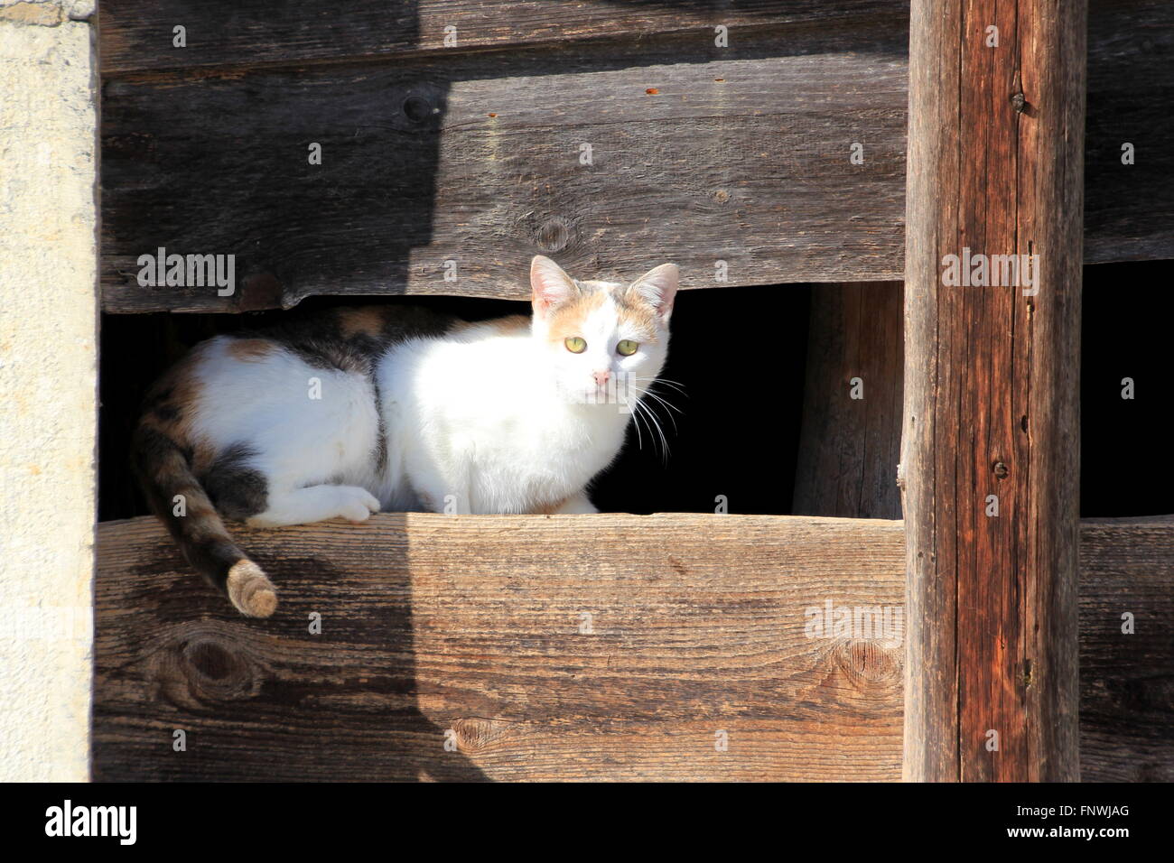 Peur cat se cache dans un hangar Banque D'Images