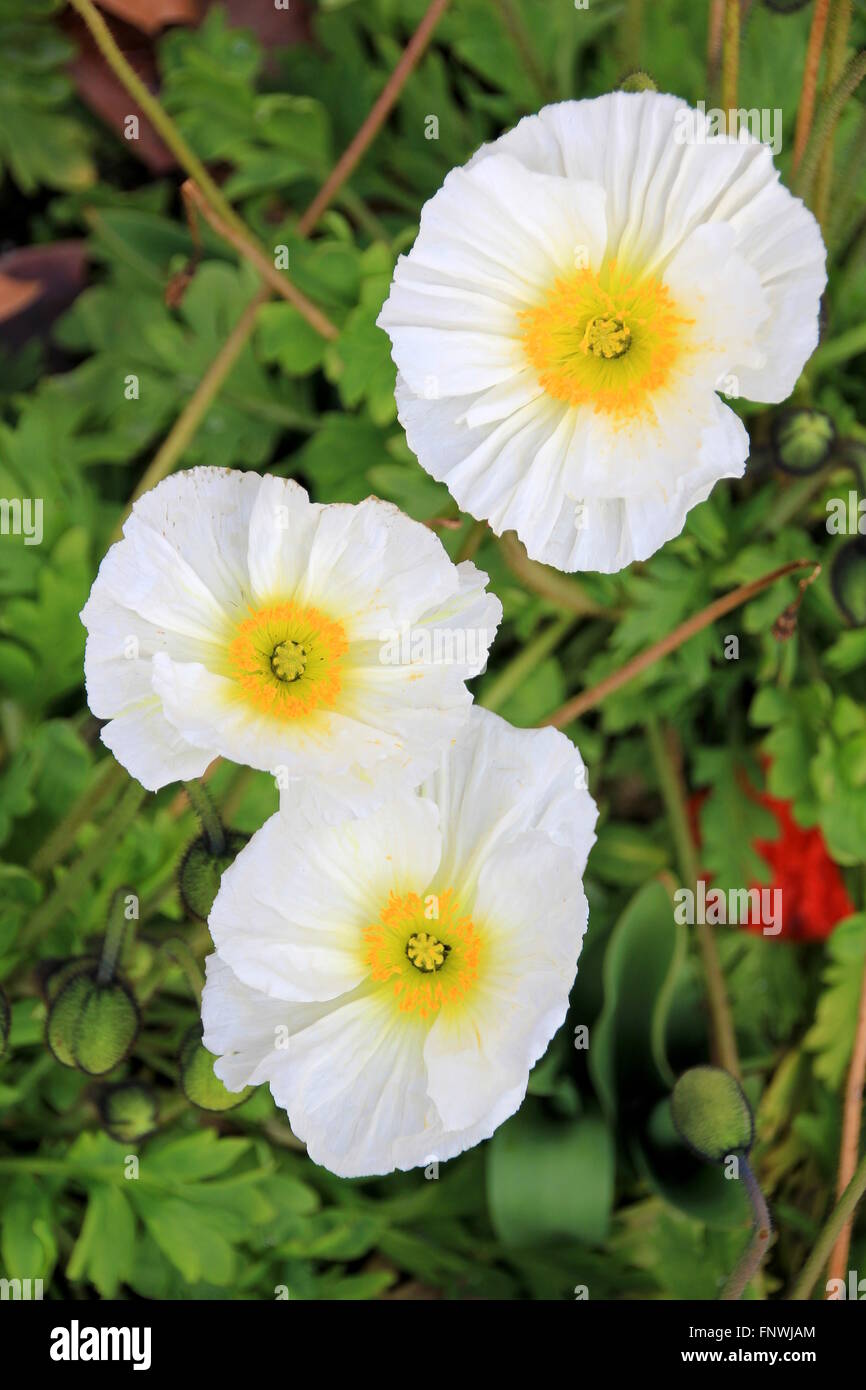 Fleurs de pavot blanc Banque D'Images