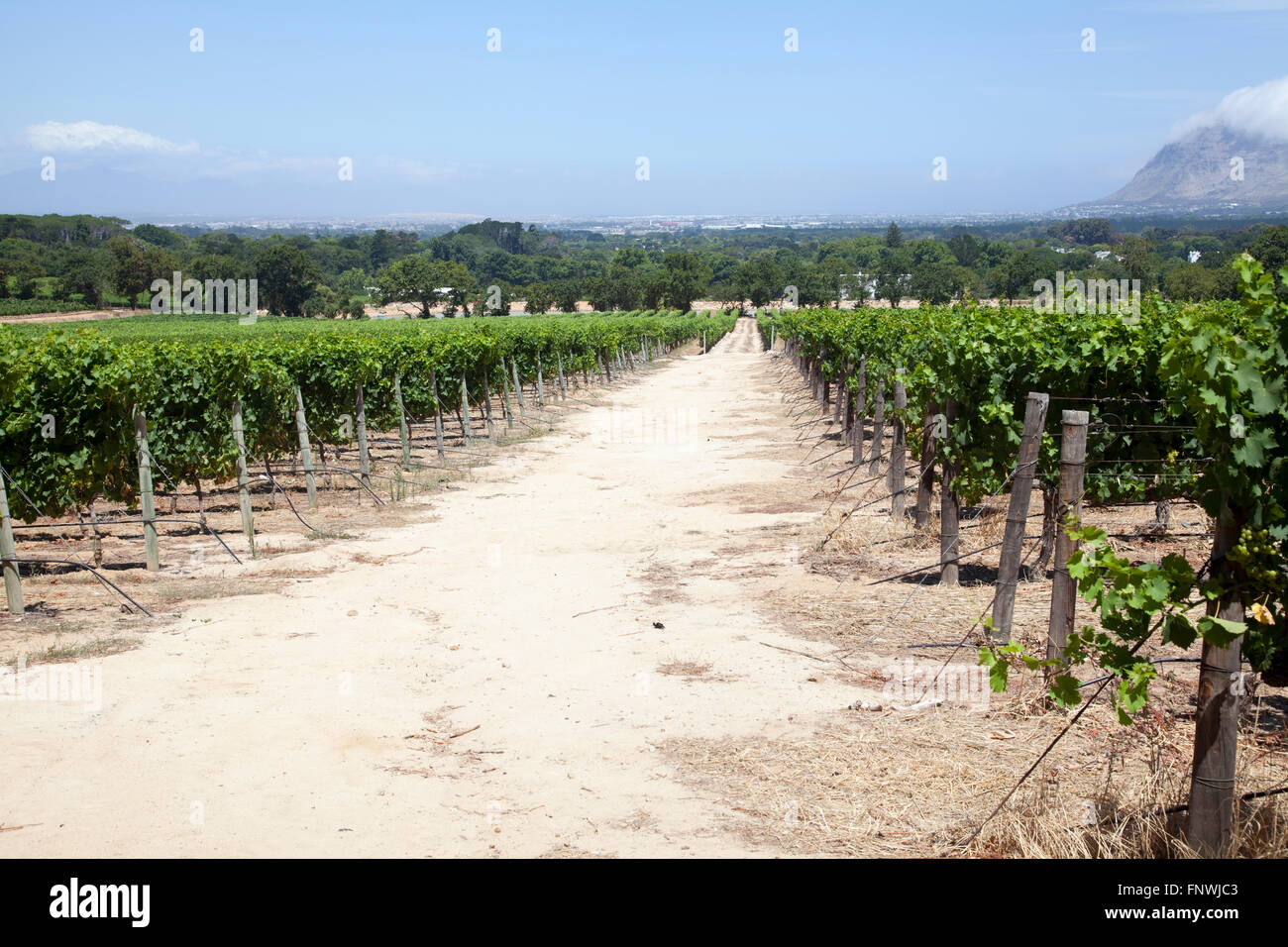 Vignes à Groot Constantia Wine Estate à Cape Town - Afrique du Sud Banque D'Images