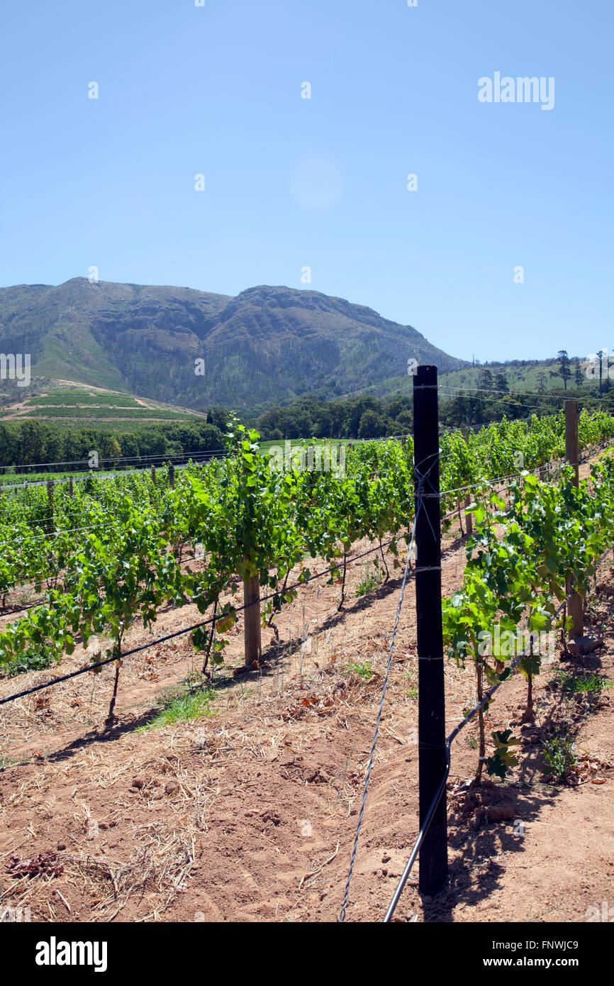 Vignes à Groot Constantia Wine Estate à Cape Town - Afrique du Sud Banque D'Images