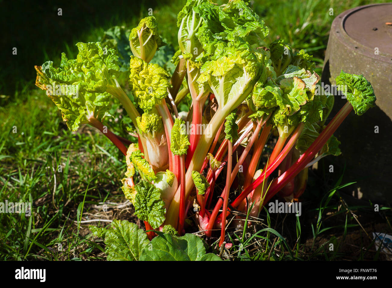 Stockbridge sain rhubarbe flèche prêt pour la première cueillette de la saison Banque D'Images