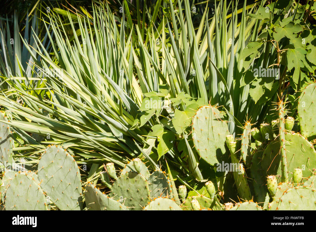 Le cactus épineux poussent dans le jardin en été Banque D'Images