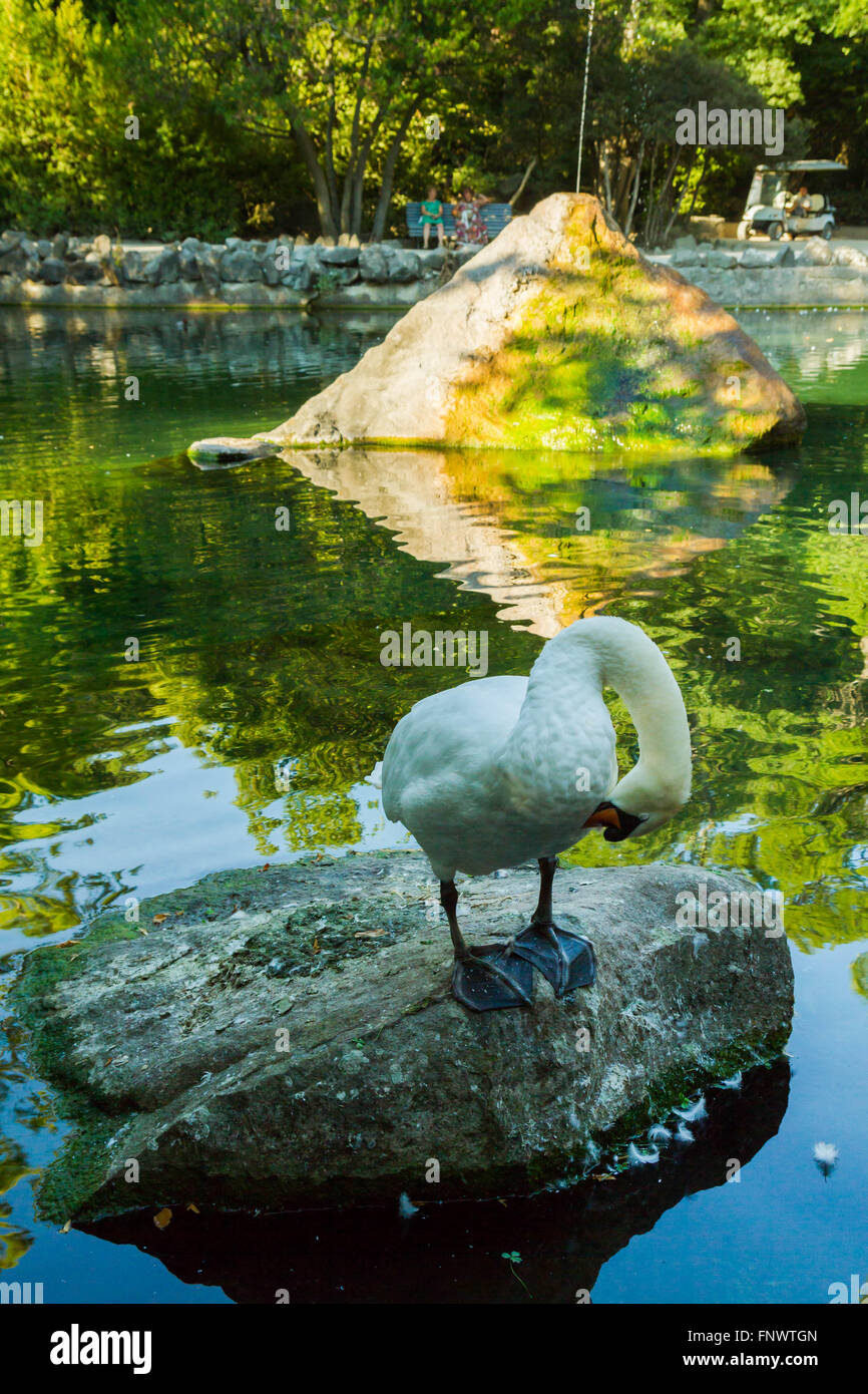 Cygne blanc sur la pierre à l'étang Banque D'Images