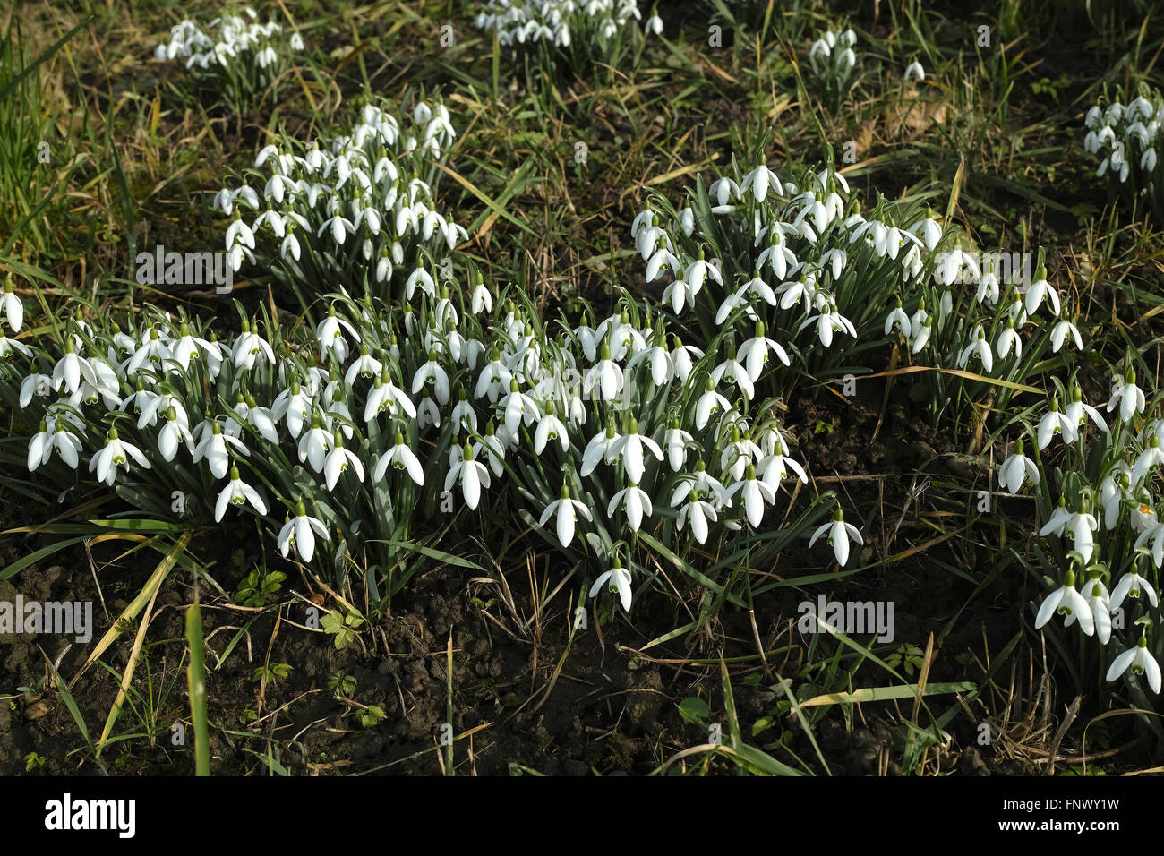 Galanthus nivalis, la goutte de neige. Riehen, canton de Bâle-ville, Suisse. Banque D'Images