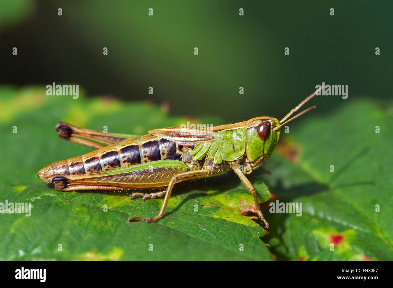 Meadow grasshopper (Chorthippus parallelus) femmes forme verte on leaf Banque D'Images
