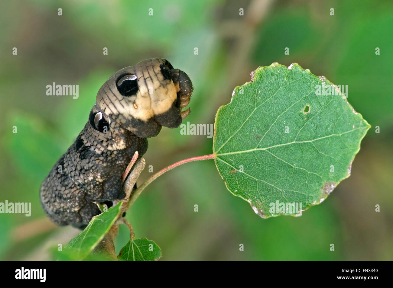 Elephant hawk-moth caterpillar (Deilephila elpenor / Sphinx elpenor) portrait Banque D'Images