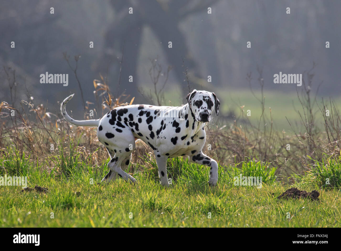 Chien dalmatien / transport / spotted coach dog walking in field Banque D'Images
