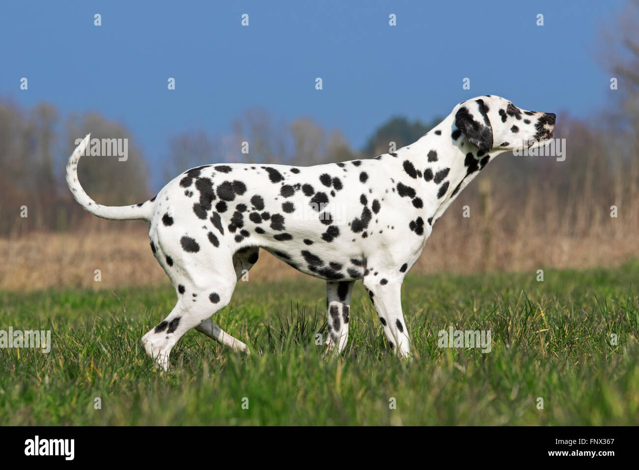 Chien dalmatien / transport / spotted coach dog in field Banque D'Images