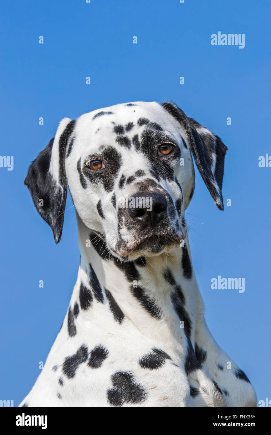 Chien dalmatien / transport / spotted coach dog portrait Banque D'Images