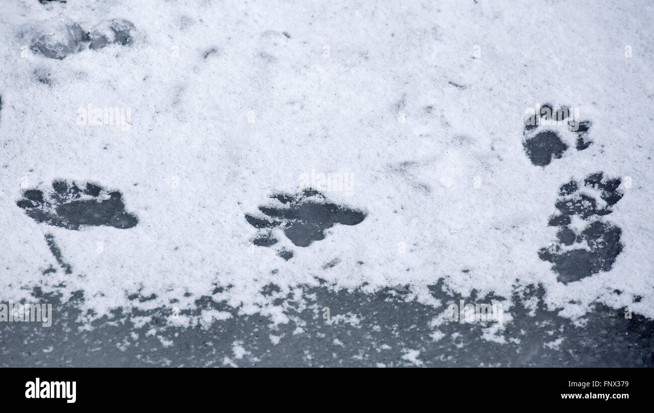 Loutre d'Europe (Lutra lutra) traces de pas dans la neige sur l'étang gelé en hiver Banque D'Images
