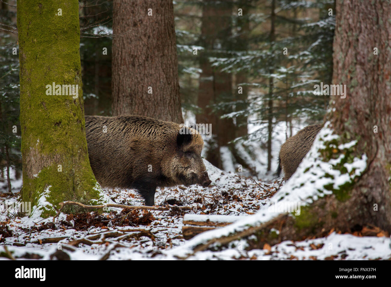 Le sanglier (Sus scrofa) dans une forêt de pins dans la neige en hiver Banque D'Images