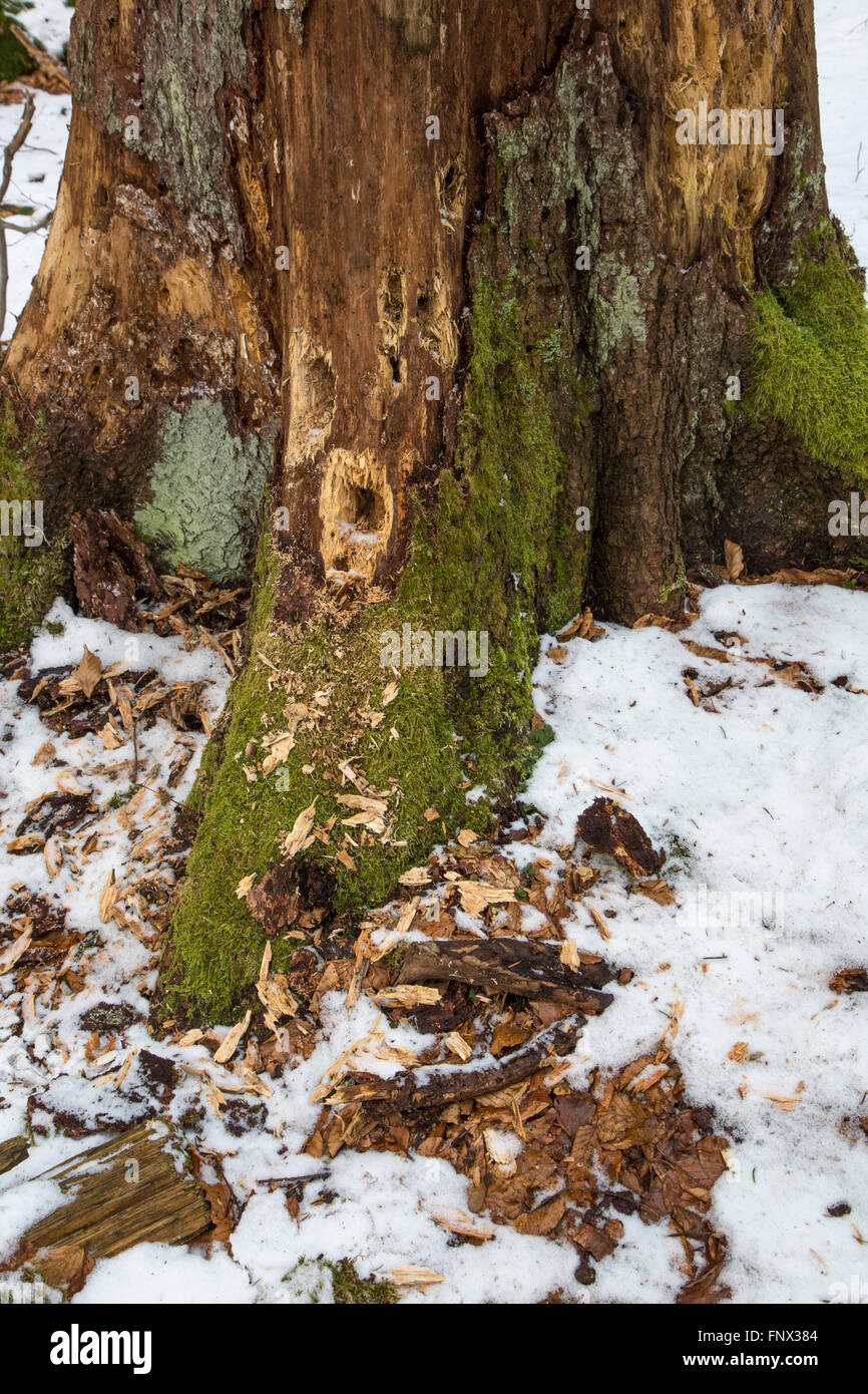 Plusieurs trous dans le tronc de l'arbre martelé par les vers blancs à pic dans le bois mort en forêt Banque D'Images