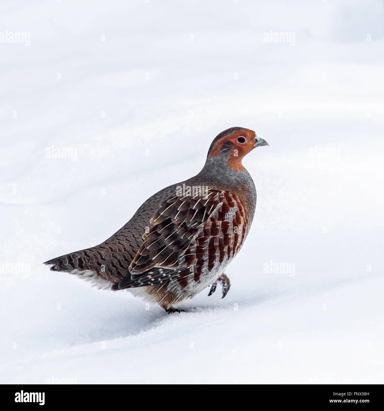 La perdrix grise perdrix / Anglais (Perdix perdix) dans la neige en hiver Banque D'Images