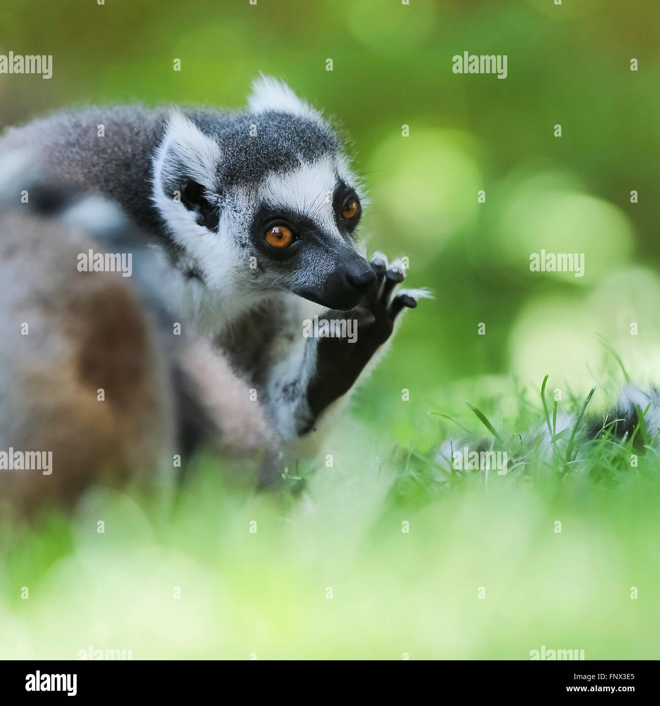 Untitled Document (Lemur catta) au soleil, Madagascar, Afrique Banque D'Images