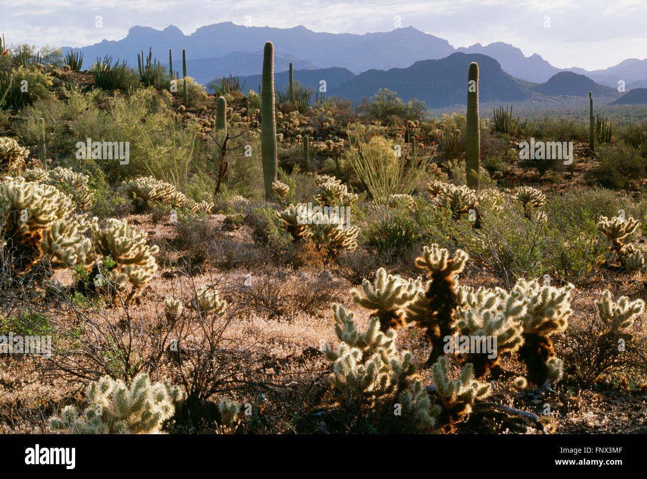 Tuyau d'orgue Cactus National Monument, Arizona, États-Unis d'Amérique Banque D'Images