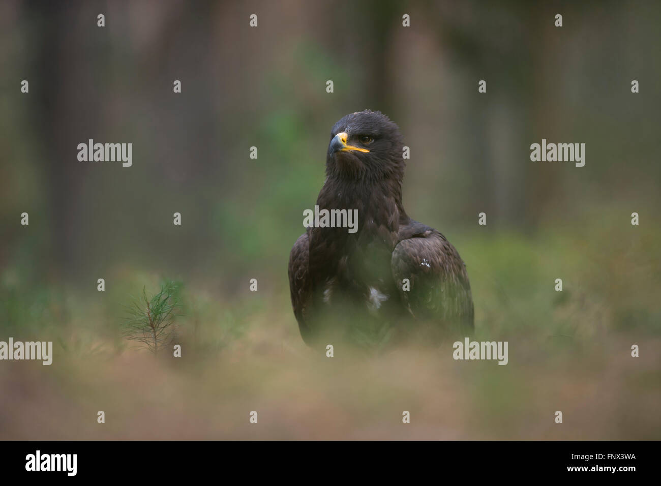 Aquila nipalensis Steppe Eagle ( ) assis sur le sol devant le bord d'une forêt, regardant autour avec attention, en captivité. Banque D'Images
